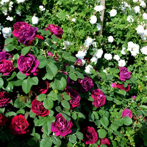 Vendita, rose, online rose ibridi perenni - porpora - Rosa Souvenir du Docteur Jamain - rosa dal profumo discreto - François Lacharme - I suoi fiori di un colore unico sbocciano sui suoi steli quasi senza spine.
